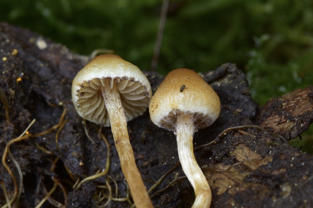 Hypholoma sp. 'dispersum-PNW04'