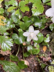 Parnassia asarifolia