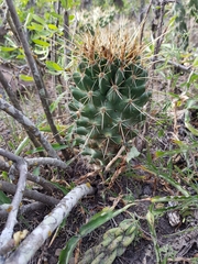 Coryphantha octacantha