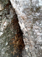 Tetragonisca angustula