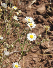 Erigeron divergens