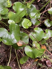 Parnassia asarifolia