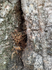 Tetragonisca angustula