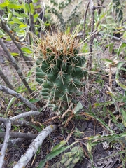 Coryphantha octacantha