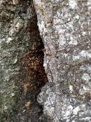 Tetragonisca angustula