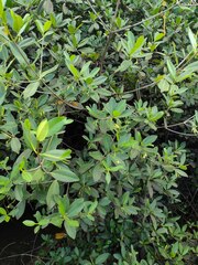 Rhizophora mangle