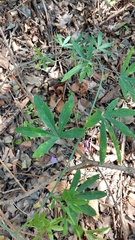 Passiflora caerulea