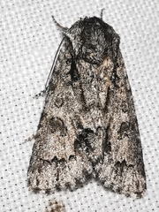 Acronicta auricoma