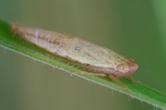 Henschia