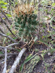 Coryphantha octacantha