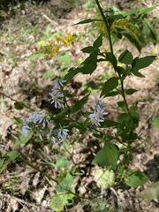 Symphyotrichum undulatum