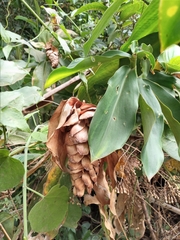 Costus spiralis