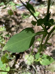 Symphyotrichum undulatum