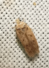 Bryotropha plebejella