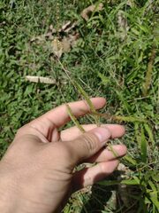 Paspalum fimbriatum