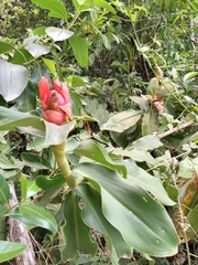 Costus spiralis