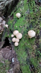 Apioperdon