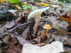 Hygrocybe ceracea