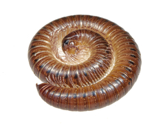 Uroblaniulus canadensis