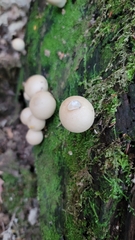 Apioperdon