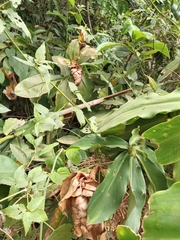 Costus spiralis
