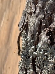 Biston betularia