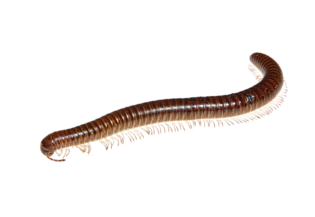 Sickle Tailed Millipede