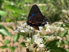 Atlides halesus