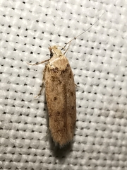 Bryotropha plebejella