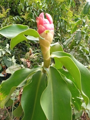 Costus spiralis