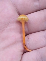 Hygrocybe ceracea