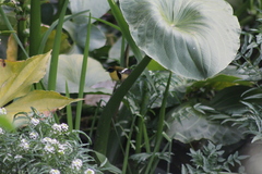 Tachuris rubrigastra