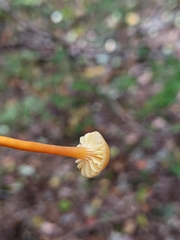 Hygrocybe ceracea