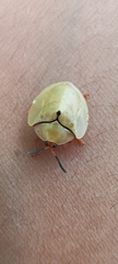 Paraselenis