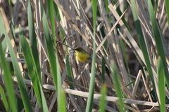 Pseudocolopteryx flaviventris