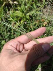 Digitaria violascens