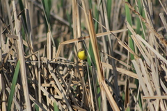 Pseudocolopteryx flaviventris