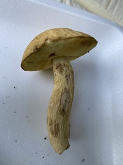 Leccinellum rugosiceps
