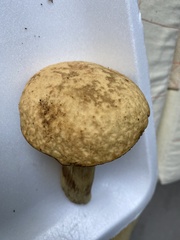 Leccinellum rugosiceps