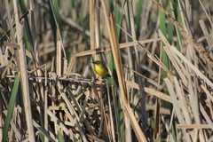 Pseudocolopteryx flaviventris