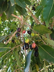 Syzygium cumini