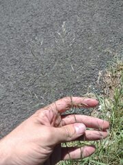Eragrostis tenuifolia