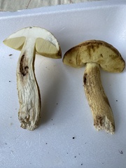 Leccinellum rugosiceps