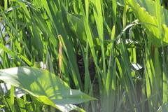 Phleocryptes melanops