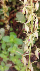 Epidendrum moritzii