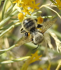 Megachile perihirta