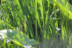 Phleocryptes melanops