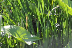 Phleocryptes melanops