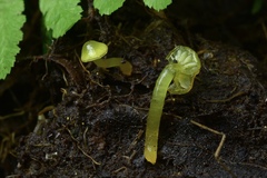 Gliophorus