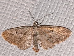 Eupithecia icterata